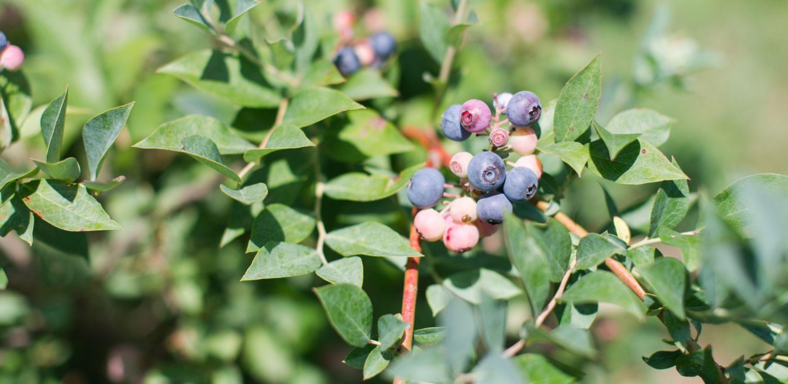 Blueberries